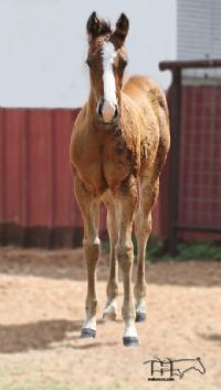 Miss Roy's 2021 Bay Filly